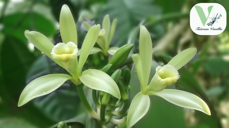 台湾バニラの生育過程としての花